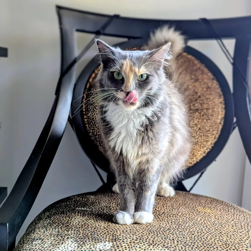 Seraphine
