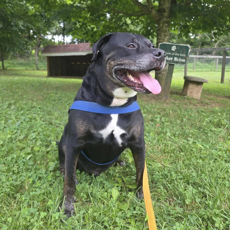 An adult large-sized male Black Rottweiler dog named Boyers for adoption in Phoenixville, PA