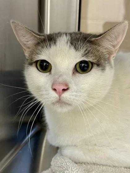 An adult medium-sized female Buff / Tan / Fawn Domestic Short Hair cat named Bag Of Pizza Crust for adoption in Wichita, KS