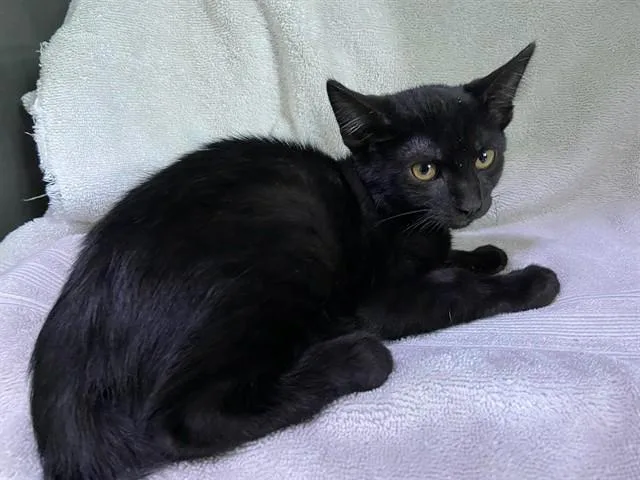 A baby small-sized female Domestic Short Hair cat named Crescent for adoption in Baldwin Park, CA