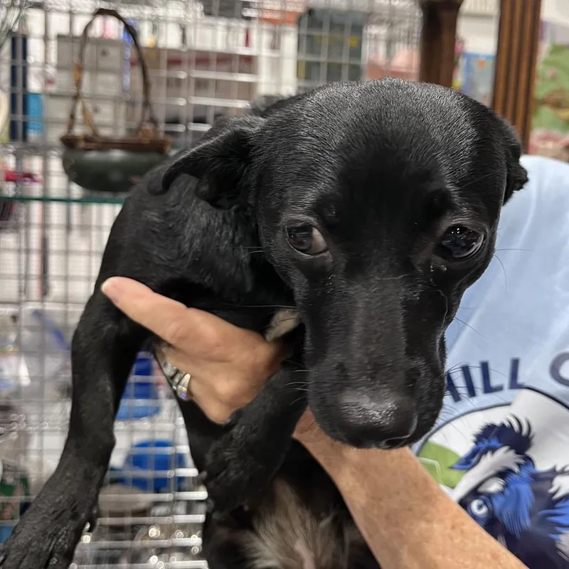 Ellie Mae thumbnail 2