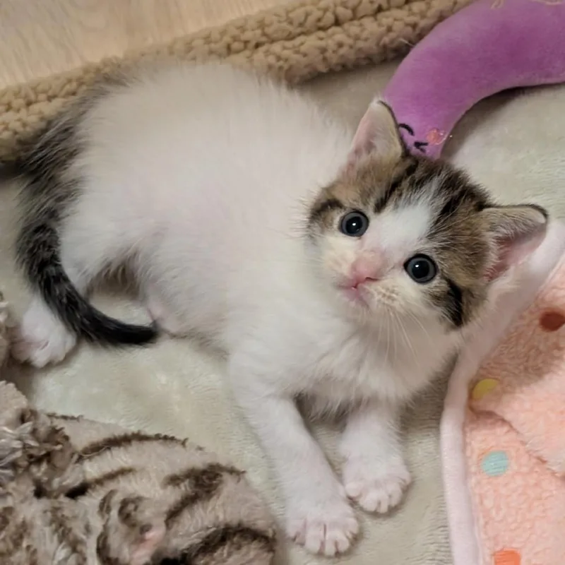 A baby small-sized female White Domestic Short Hair cat named Pinocchio Nose for adoption in Austin, TX