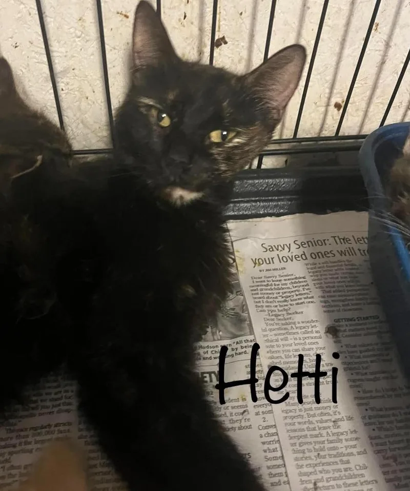 Hetty