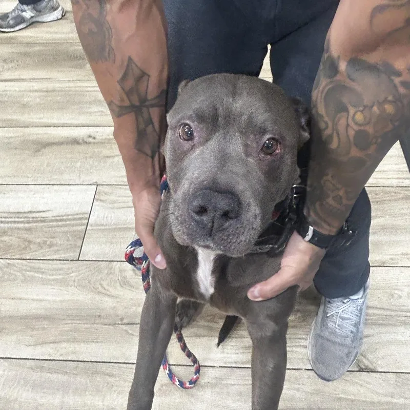 An adult small-sized female Gray / Blue / Silver Pit Bull Terrier dog named Susie for adoption in Newark, NJ