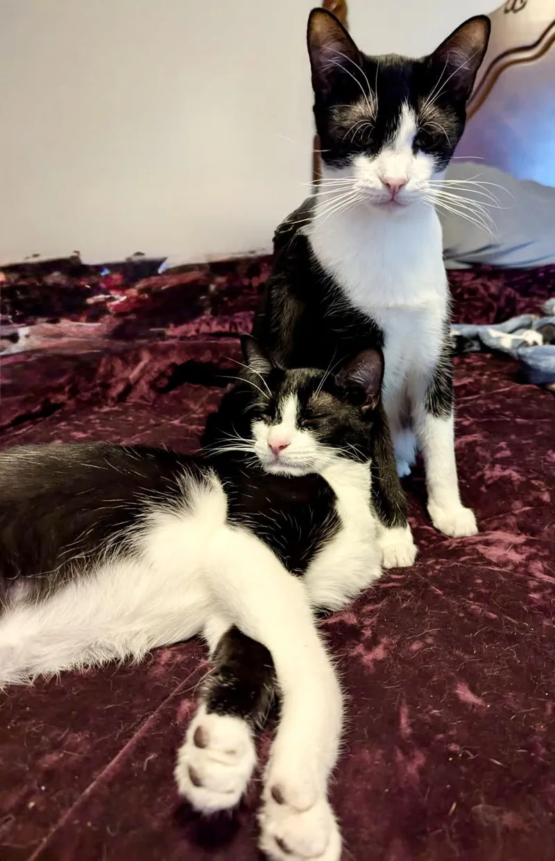 Bonded Brothers Dudley