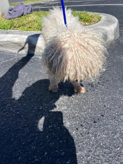 An adult small-sized male Poodle dog named Moby for adoption in Miami, FL