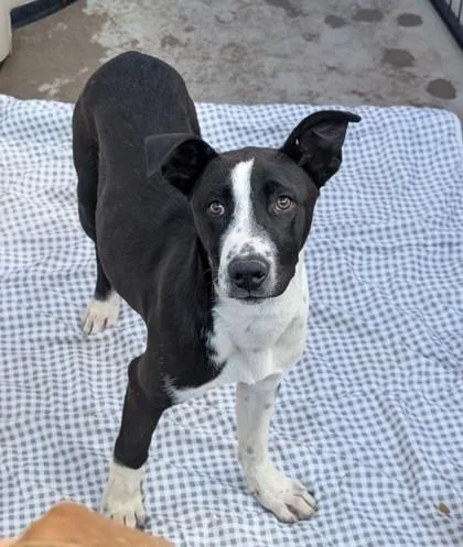 A young medium-sized male Black Mixed Breed dog named Jinu for adoption in El Paso, TX