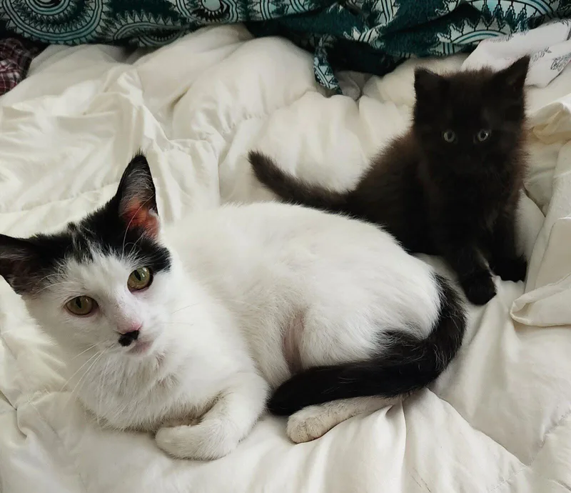 An adult medium-sized female Domestic Short Hair cat named Mutah for adoption in Honeoye, NY