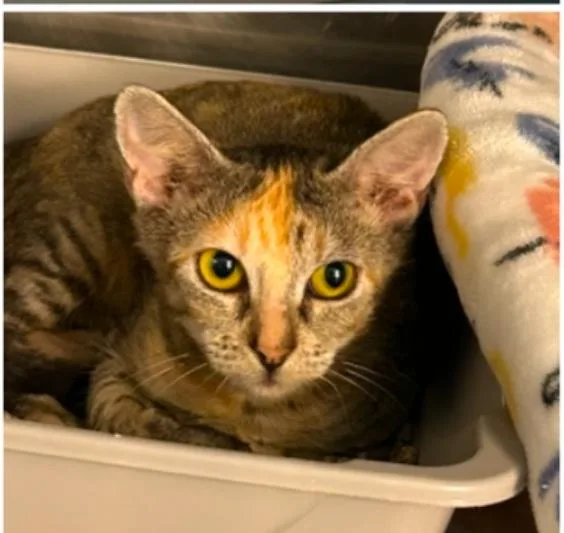 A young large-sized female Domestic Short Hair cat named Mishmash for adoption in Honolulu, HI
