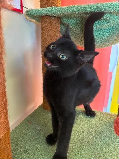 Zorro