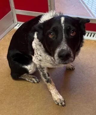 Gus