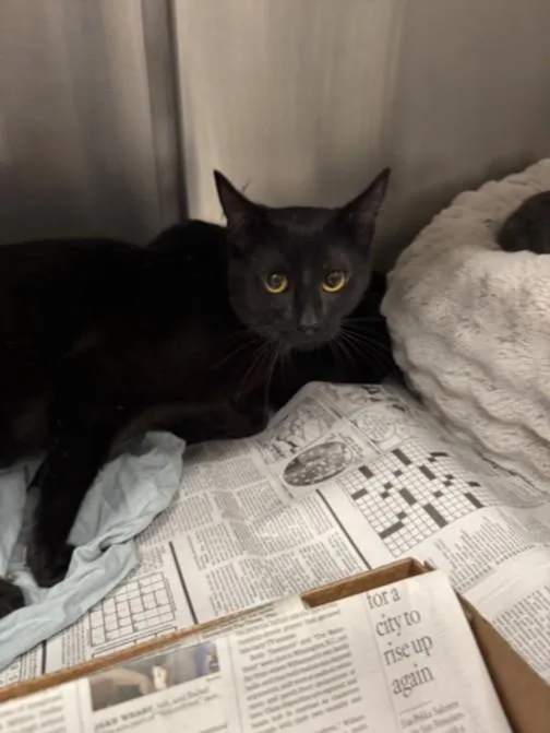 A young medium-sized male Domestic Short Hair cat named Morrison for adoption in Los Angeles, CA