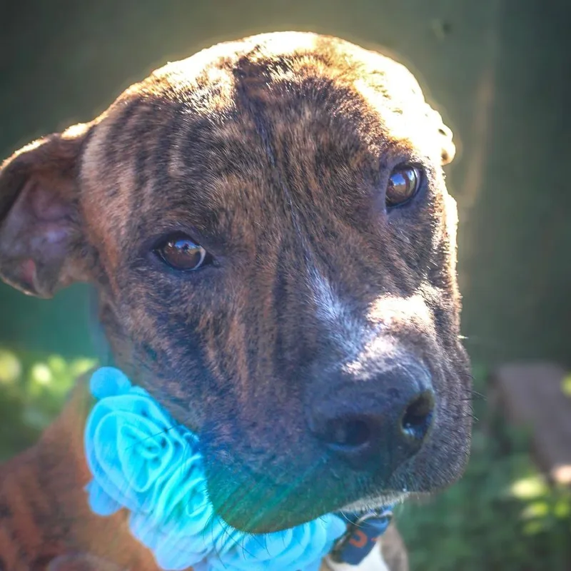 Sylvester thumbnail 2