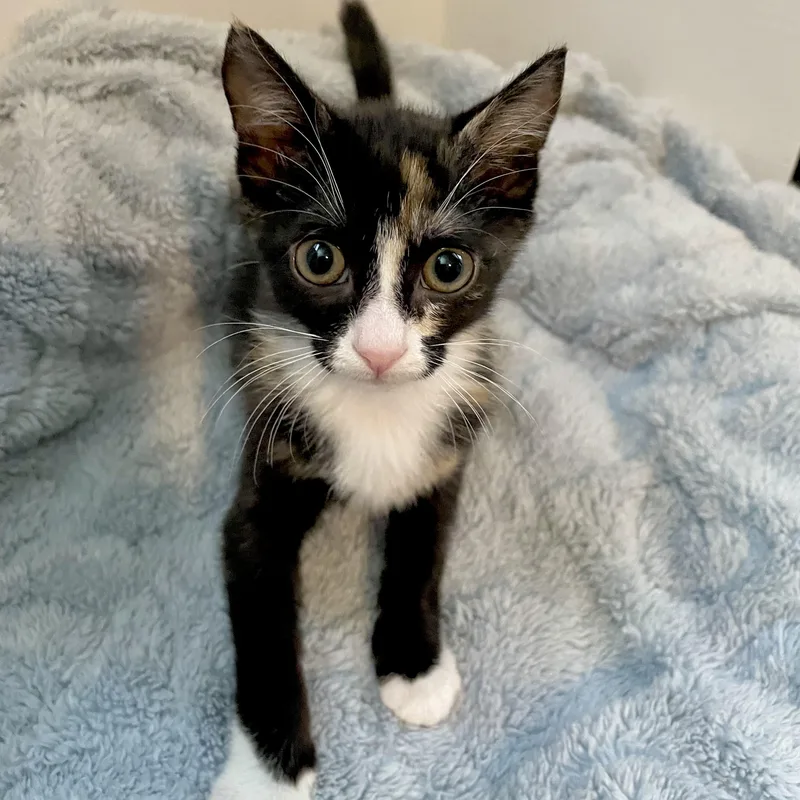 A baby medium-sized female Calico cat named Haven for adoption in Greensboro, NC