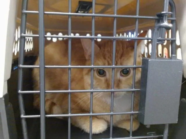 A young small-sized male Domestic Short Hair cat named Cheeto for adoption in Oklahoma City, OK