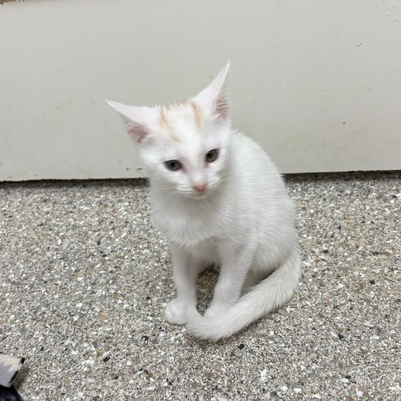 A baby small-sized female White Domestic Short Hair cat named Florence for adoption in Detroit Lakes, MN