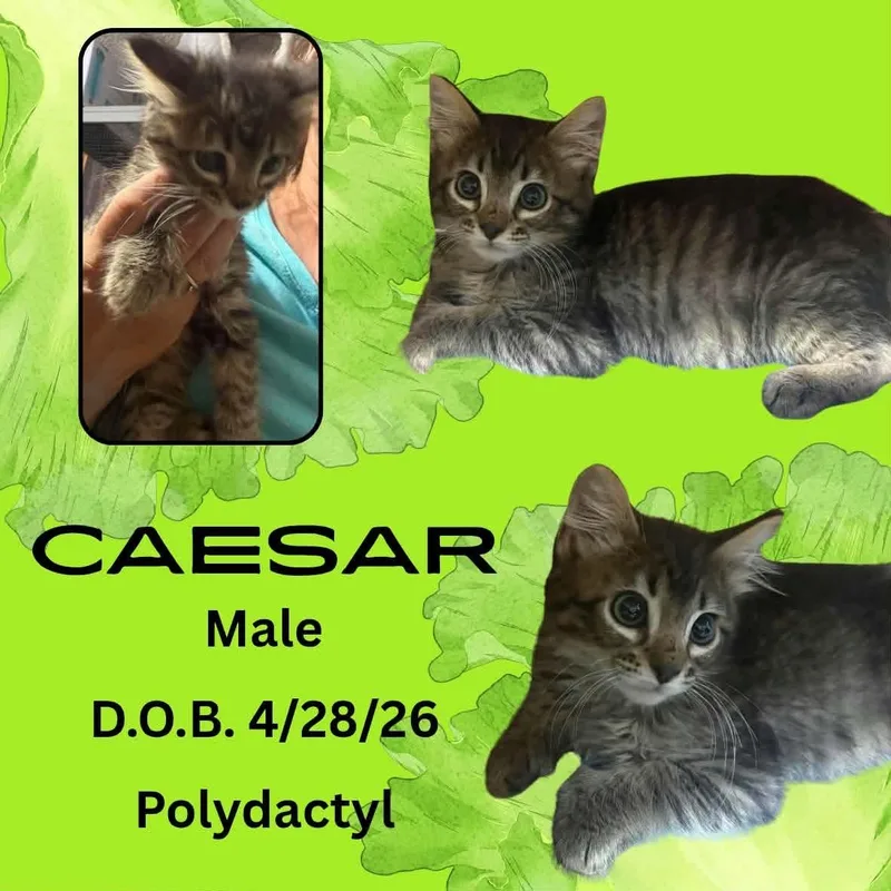 A baby medium-sized male Tabby (Buff / Tan / Fawn) Domestic Short Hair cat named Caesar for adoption in Caldwell, TX