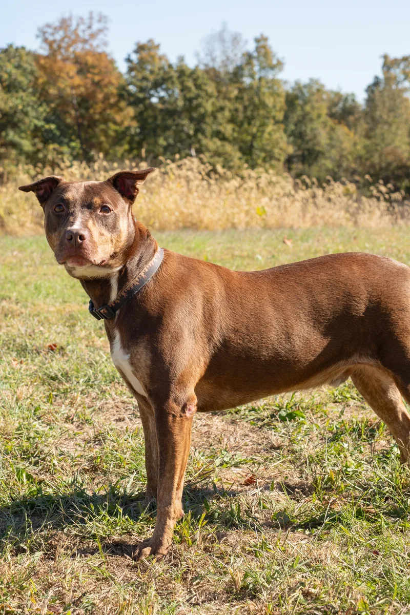 An adult medium-sized male Pit Bull Terrier dog named Woody for adoption in Dixon, KY