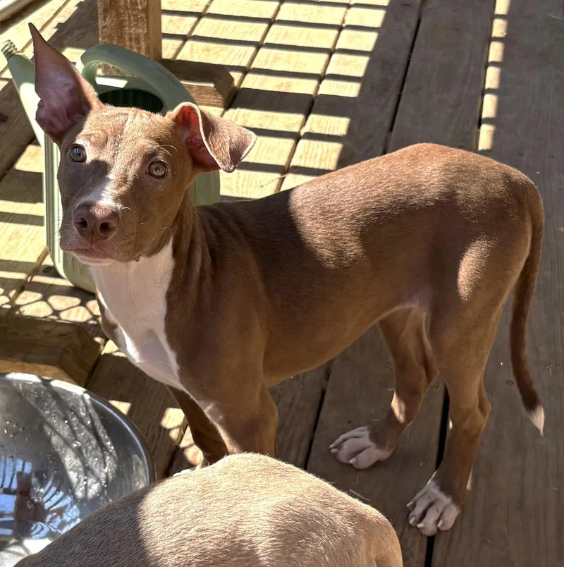 A young large-sized female Pit Bull Terrier dog named Strawberry Shortcake for adoption in Wetumpka, AL