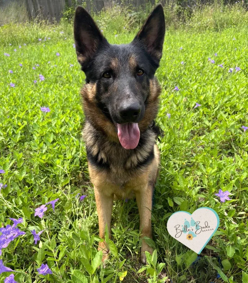 A young large-sized male Tricolor (Brown, Black, & White) German Shepherd Dog dog named Private for adoption in Brookshire, TX