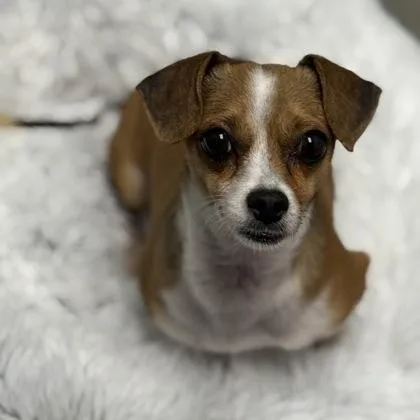 An adult small-sized female Chihuahua dog named Ellie for adoption in Worcester, MA