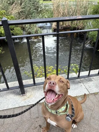 Champagne thumbnail 3