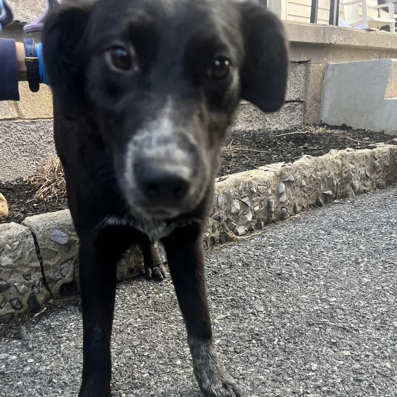 A young medium-sized female Black Black Labrador Retriever dog named Jolene for adoption in Allentown, PA
