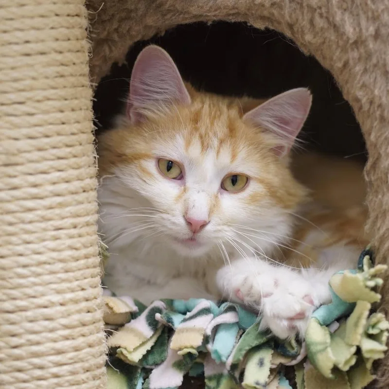 A young medium-sized female Orange / Red Domestic Long Hair cat named Ginger for adoption in Naperville, IL
