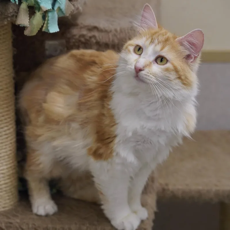 Ginger thumbnail 2