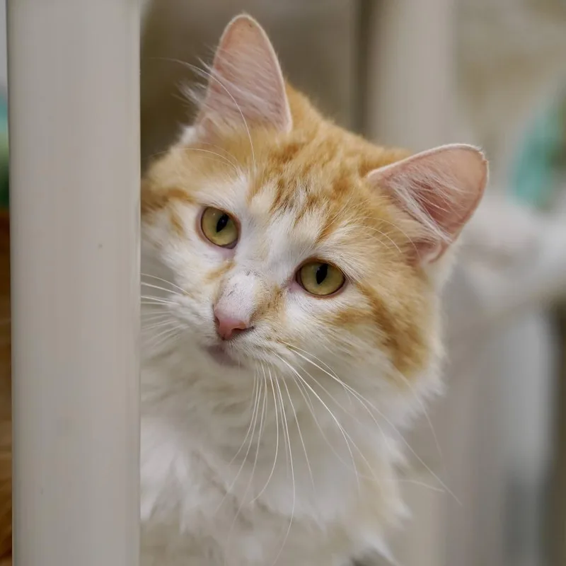 Ginger thumbnail 3