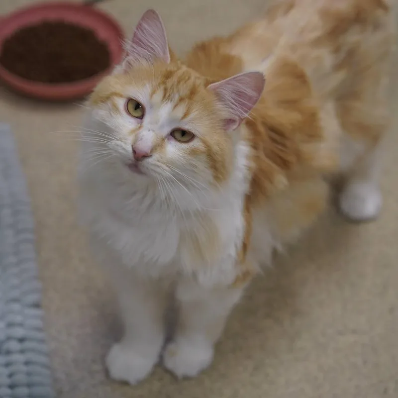 Ginger thumbnail 4