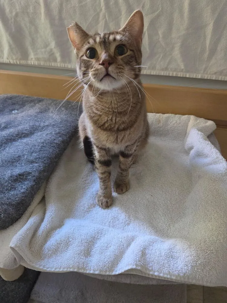An adult large-sized female Domestic Short Hair cat named Drisela for adoption in Tucson, AZ