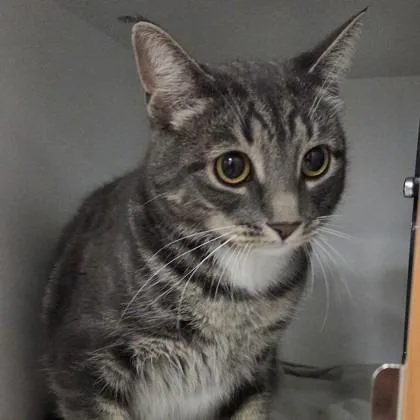 An adult medium-sized female Gray / Blue / Silver Domestic Short Hair cat named Aya for adoption in Voorhees, NJ