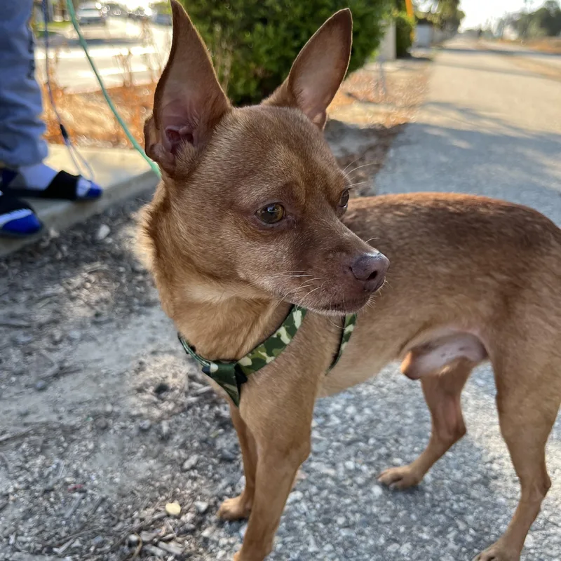 An adult small-sized male Chihuahua dog named Lobo for adoption in Bellflower, CA