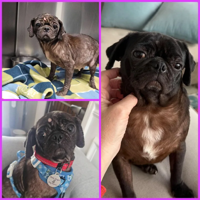 An adult small-sized female Pug dog named MildredMillie for adoption in Antioch, TN