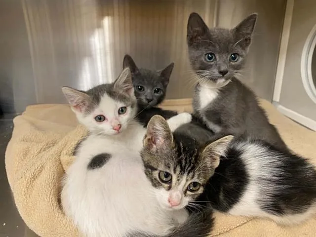 A baby small-sized female Domestic Short Hair cat named Aurora for adoption in Tustin, CA