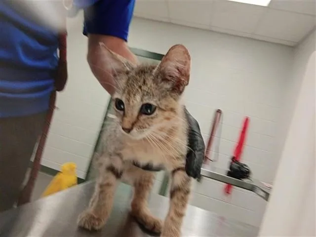 A baby small-sized male Domestic Short Hair cat named Night Hunter Moppit for adoption in Corpus Christi, TX