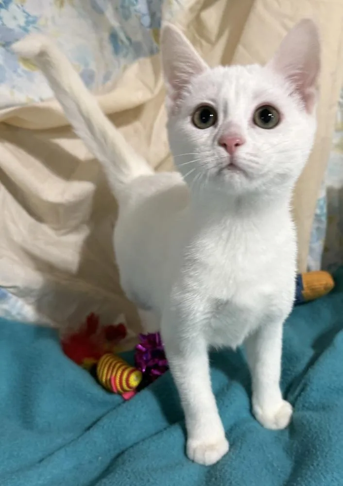 A baby small-sized female White Domestic Short Hair cat named Peony for adoption in Jackson, GA