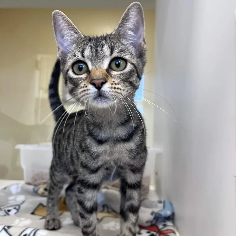A baby medium-sized female Domestic Short Hair cat named Cheeto Puff for adoption in Beaumont, TX