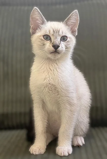 A baby small-sized female Domestic Short Hair cat named Pancake for adoption in Sacramento, CA