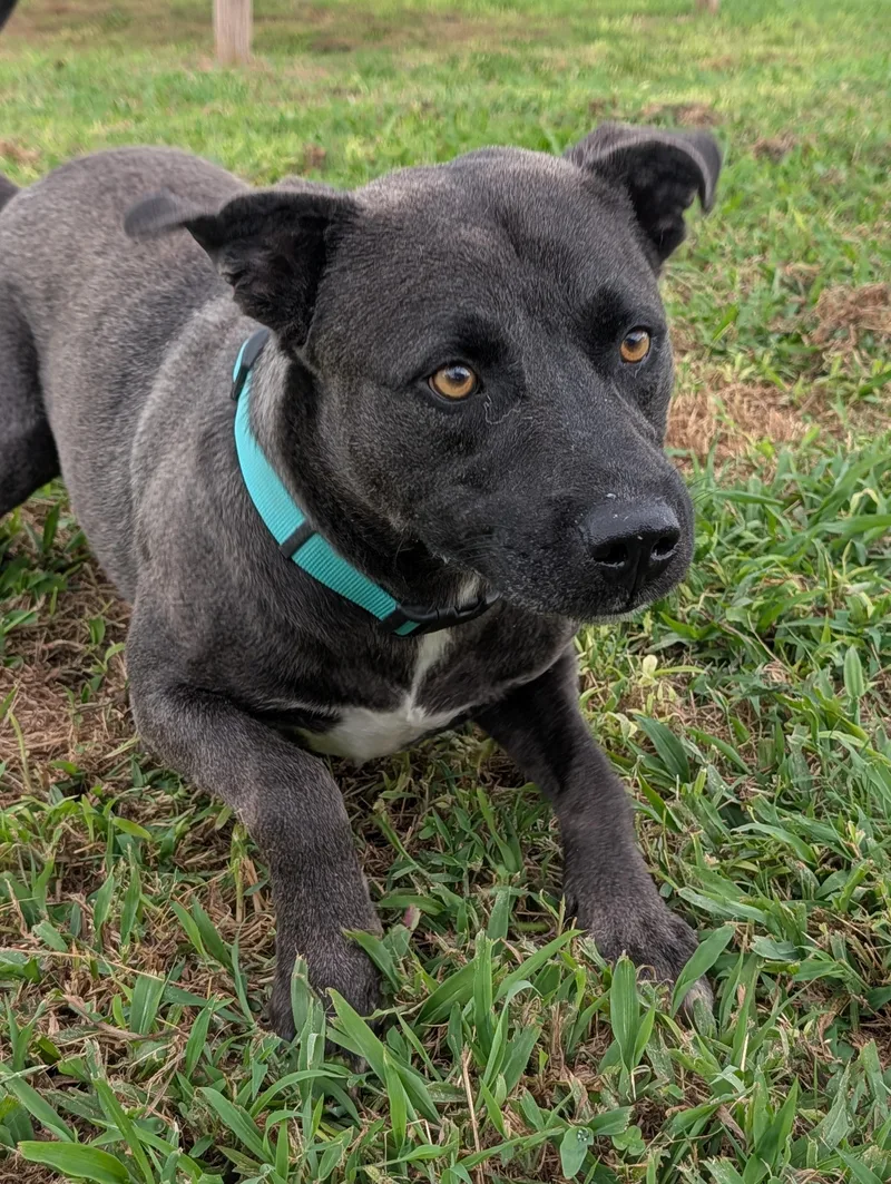 A young large-sized male Gray / Blue / Silver American Staffordshire Terrier dog named Bruno for adoption in Lewisburg, TN