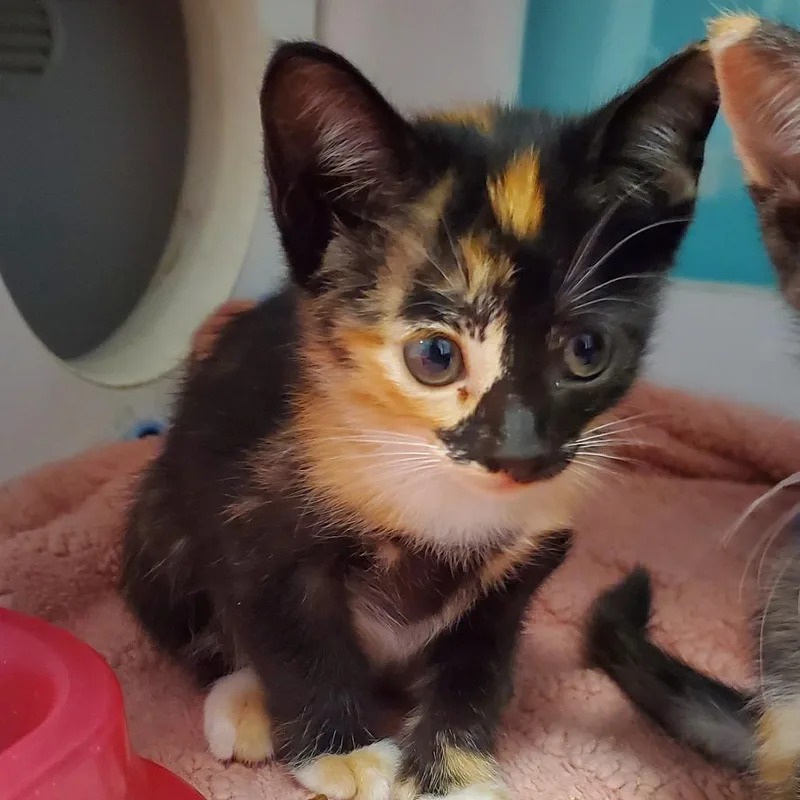 A baby small-sized female Calico Domestic Short Hair cat named Loaf for adoption in Lake Jackson, TX