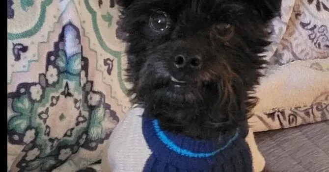 An adult small-sized male Black Schnauzer dog named Little Buddy for adoption in Plumerville, AR