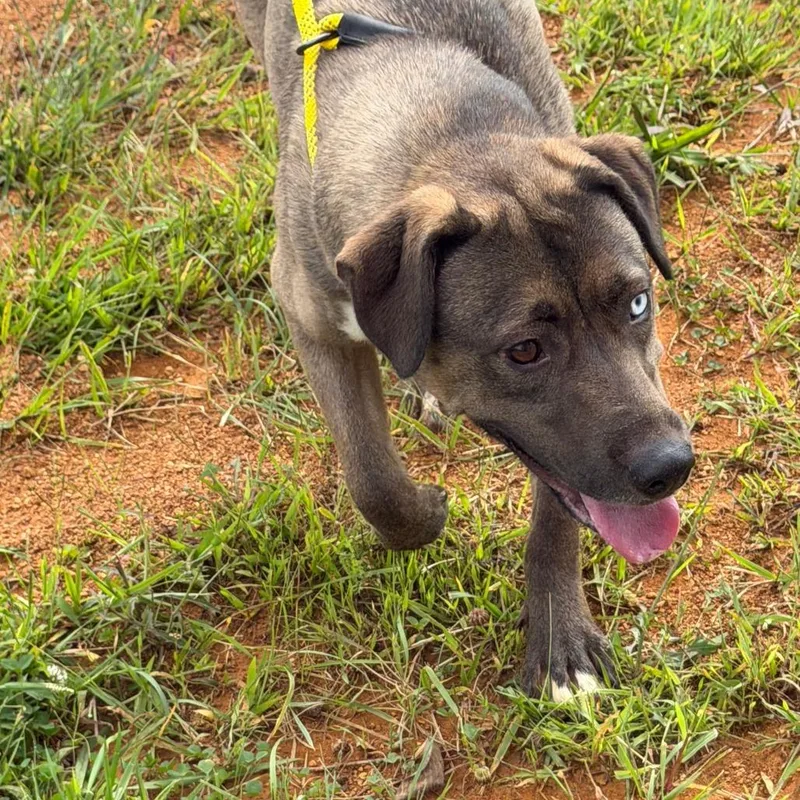 A young medium-sized female Brown / Chocolate Husky dog named Michele for adoption in Marion, VA