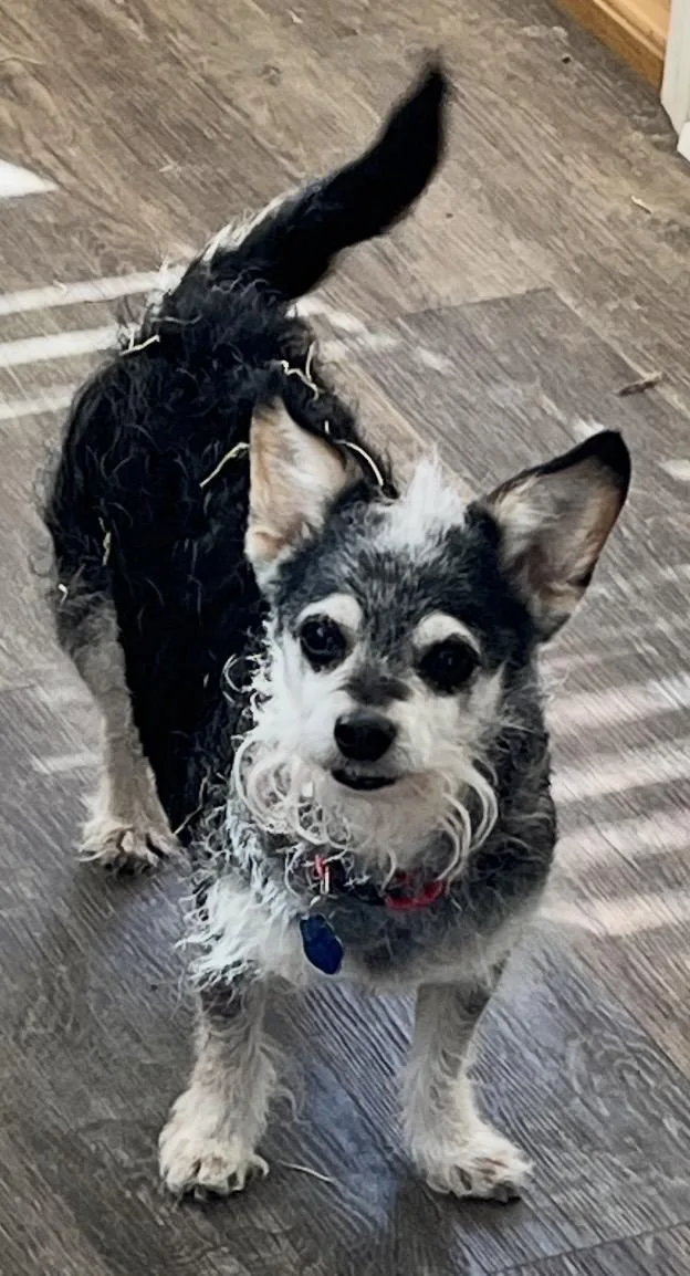 A senior small-sized female Gray / Blue / Silver Chihuahua dog named Missy for adoption in Omaha, NE