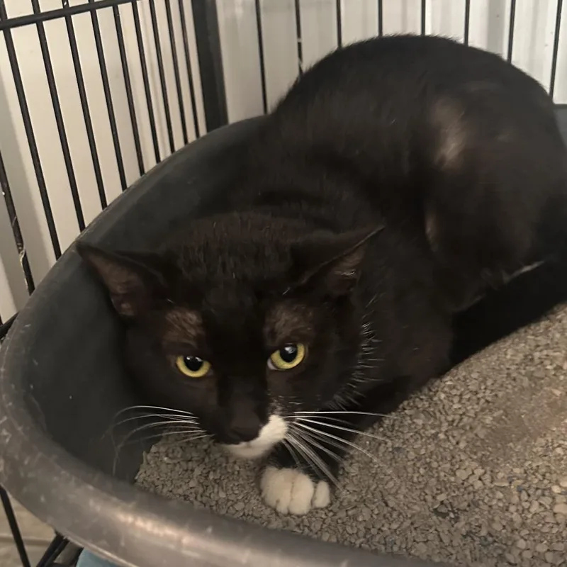 A young small-sized male Domestic Short Hair cat named Derek for adoption in Corbin, KY