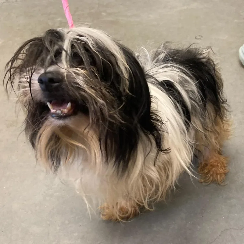 An adult small-sized male Black Havanese dog named Dominos for adoption in Hohenwald, TN