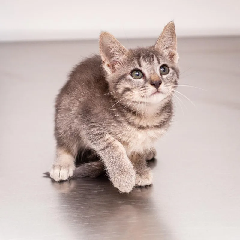 A baby small-sized female Gray / Blue / Silver Domestic Short Hair cat named Kuki Sanban for adoption in Hattiesburg, MS