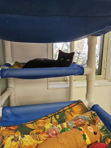 An adult medium-sized female Domestic Short Hair cat named Mystique for adoption in Kingston, NY
