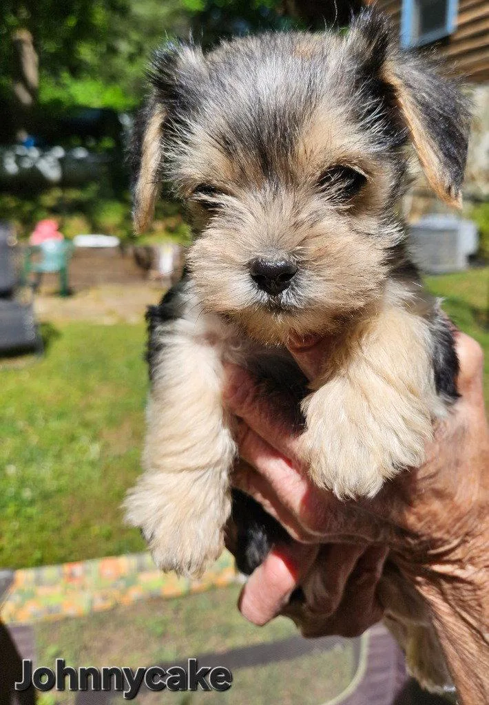 A baby small-sized male Yorkshire Terrier dog named Jonnycake for adoption in Ellijay, GA